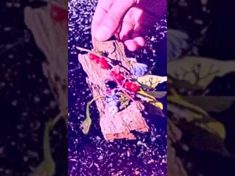 Bark Boats in our music video 🛶🌼