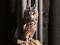 Amazing eyes Owl house🦉🦉🦉#shorts #owl#viral