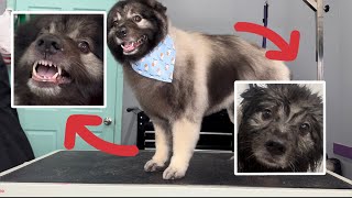 This Keeshond Puppy is ANGRY about being SHAVED..