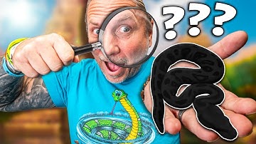 Mystery Snake Solved!