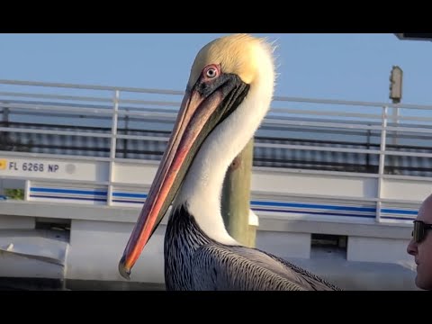 Jb S Fish Camp New Smyrna Beach Florida Youtube