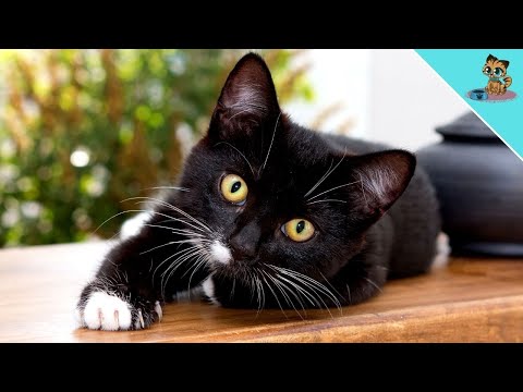 Video: Warum niest meine Katze?