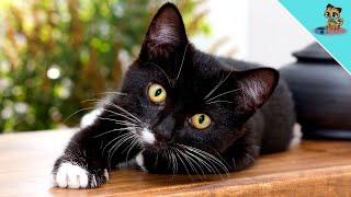 Warum kneten Katzen? | Milchtritte bei Katzen | DIE WAHRHEIT!