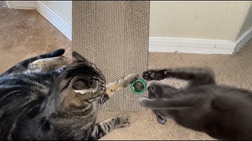 1st Catnip Ball hits: Cat Mania the good bad & ugly #cat #catnip #catmania #catlover #klrproductions