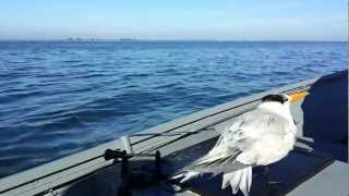 Bird hitching a ride