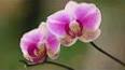 The Fascinating World of Orchids ile ilgili video