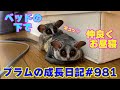 【ベッドの下でくっついてお昼寝するショウガラゴ】Bushbaby Plum&#39;s Growth Diary ショウガラゴ プラムの成長日記