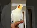 Cute Cookie Cookie Dance 🎶🦜💖 #cockatielscraze