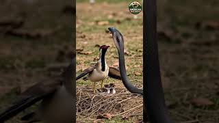 Burung Lapwing Bergelambir Merah Melawan Ular Untuk Melindungi Sarangnya wildlifeshorts snakefight birds