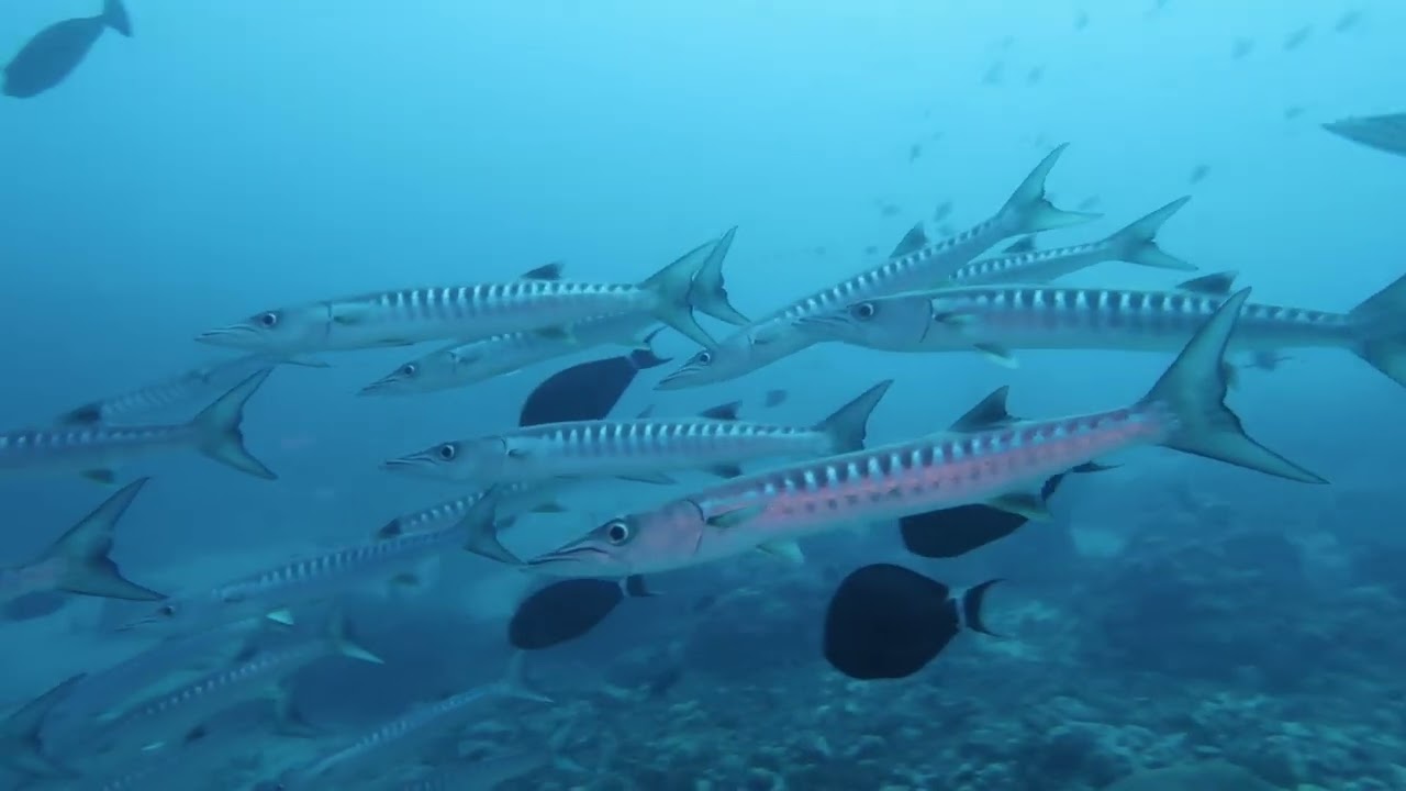 Blackfin barracuda, Sphyraena qenie, Red sea, Saudi Arabia, 2022 05 27