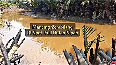 Mancing Sembilang Di Spot Full Hutan Nipah