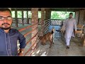 Modern Goat Farming || Farm Visit Multan || ملتان میں جدید بکری فارم کا وزٹ