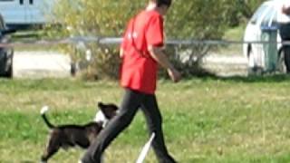 Rally Obedience Kd Krim Bobby-Sbt