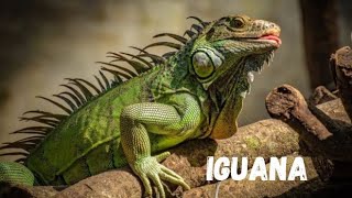 Iguana 🦎 | Free Documentary Nature