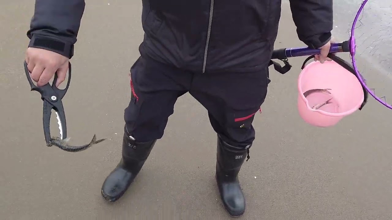 秋田県沿岸【イワシ拾い】