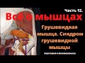 Грушевидная мышца, синдром грушевидной мышцы. Всё о мышцах. Эпизод 12.