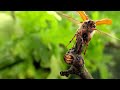 Understanding May Bugs and Their Features