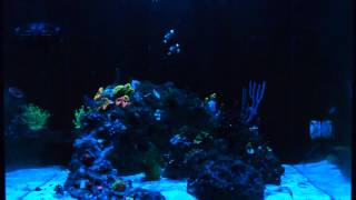 Dwarf Angels Spawning