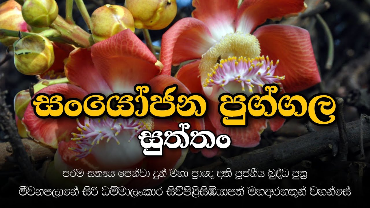 සංයොජන පුග්ගල සුත්තං - බුද්ධ පුත්‍ර මීවනපළානේ සිරි ධම්මාලංකාර මහ තෙරුණ් වහන්සේ - 2019 නවම් පොහොය