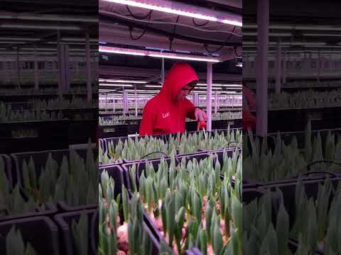 АНОНС! Как посадить 2,5 миллионов тюльпанов за 4 дня?