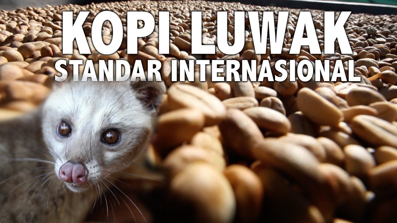 Proses Produksi Kopi Luwak Arabika