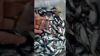 Sardalya ve hamsi temizleme makinas Sardalya ve hamsi temizleme makinas