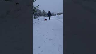 Boston Terrier's Clumsy Run Leads to a Tumble