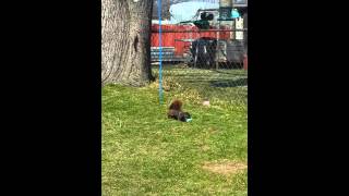 Squirrel Easter egg hunt