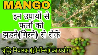 आम के फल झडऩे(गिरने) से कैसे रोकें | Mango Fruit Dropping (NAA hormones) | Mango Farming