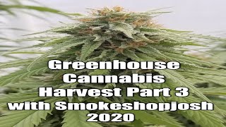Greenhouse cannabis harvest Part 3