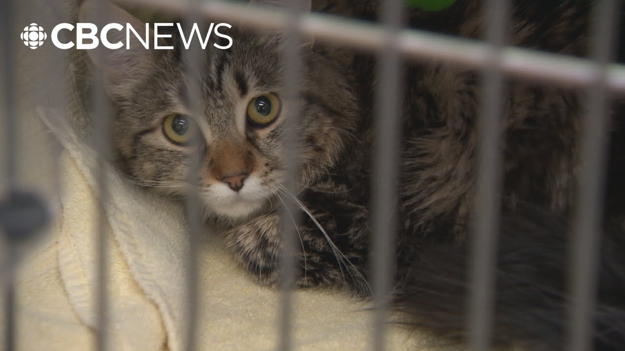 Dozens of cats found in horrific conditions in B.C. home, animal rescue ...