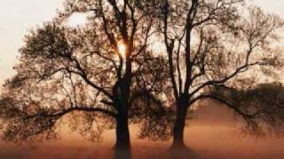 Arbol Te Escribo