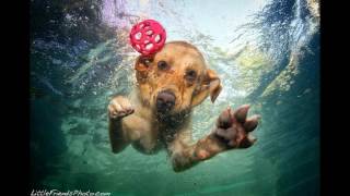Подводные фотографии собак. Фотограф Сет Кастил.