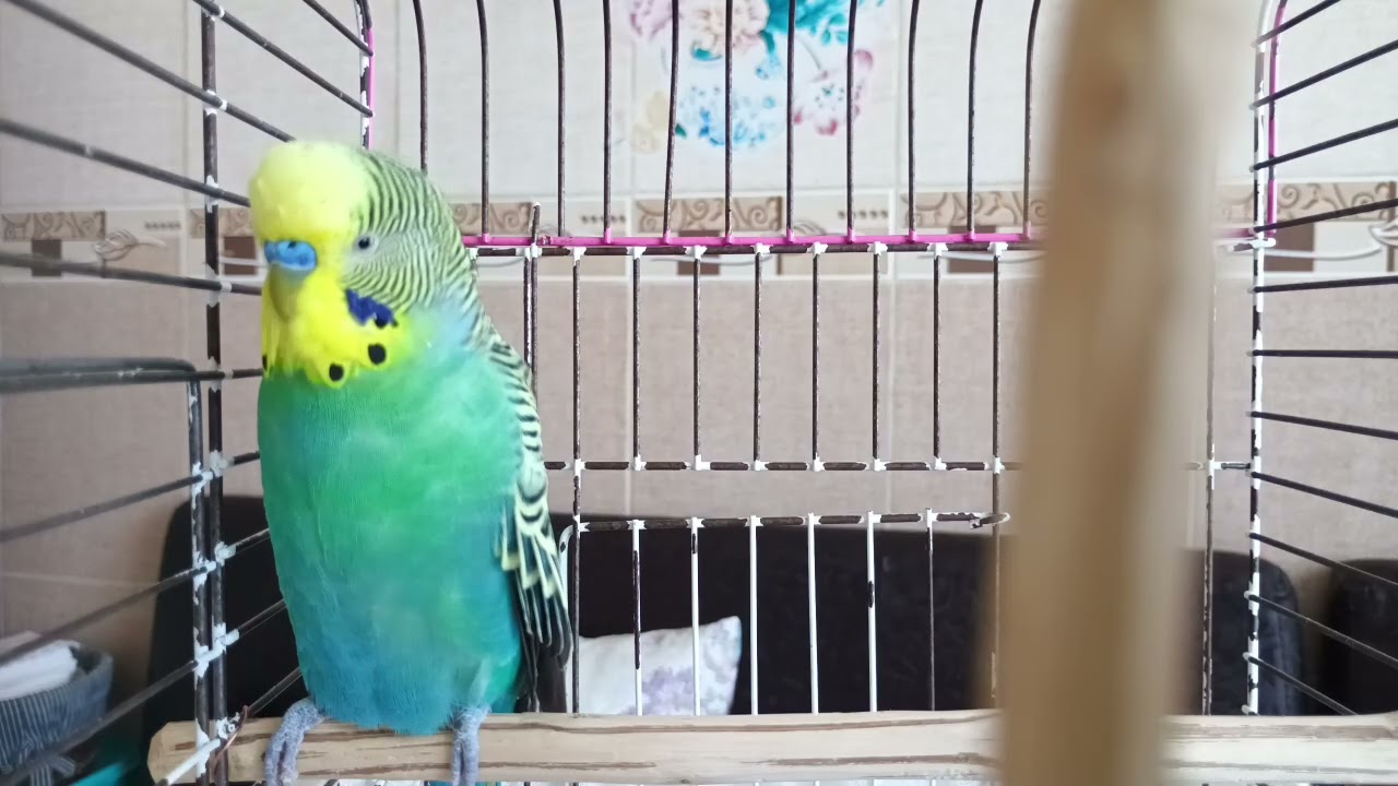 Mutlu ve Sağlıklı Muhabbet Kuşu İçin Bu Sesleri HerGün Açın! 🎶🕊️ Kuşunuz Enerjiyle Dolacak