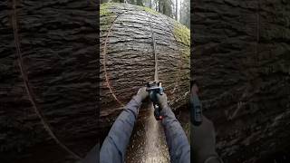 Building A Luxury Mini Hotel Inside A Giant Fallen Tree Asmrtreehousenature naturebuilding