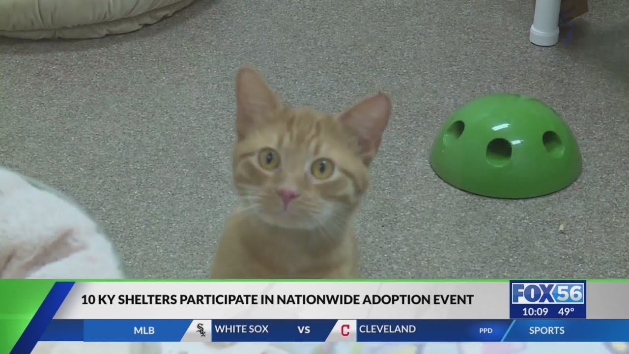 Kentucky animal shelters are overcrowded YouTube