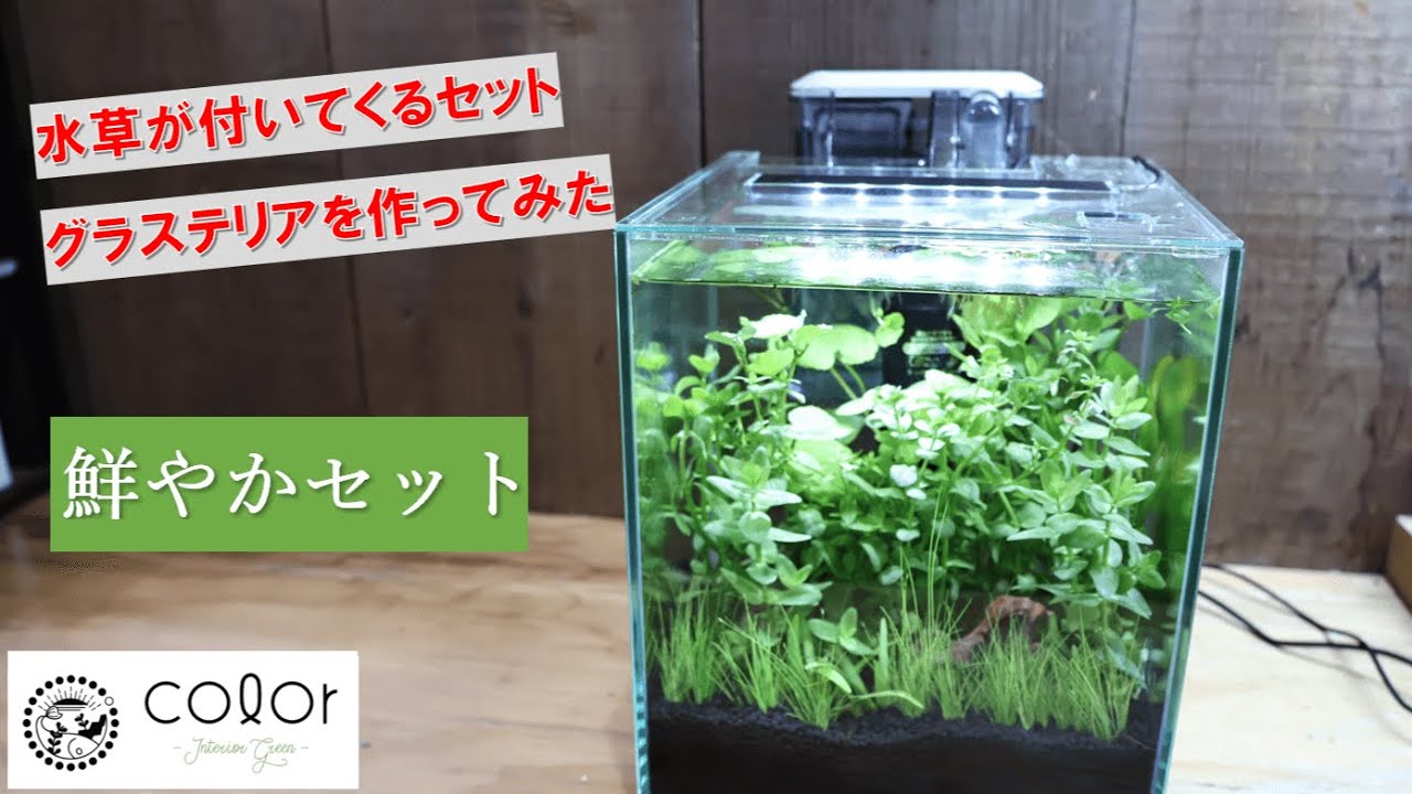 制作】たっぷり新鮮な水草付きグラステリアを作ってみた - YouTube