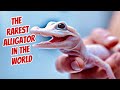 The rarest alligator in the world hatches at gatorland