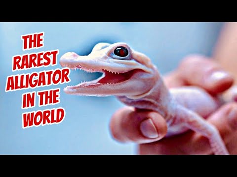 The Rarest Alligator in the World Hatches at Gatorland‼️‼️‼️