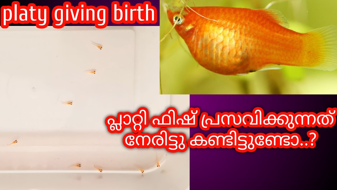 platy-giving-birth-trying-to-eat-her-baby-rescuing-baby-fries