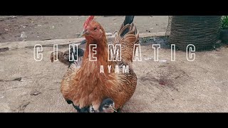 Sinematik Ayam | Cinematic 30 detik