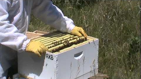 Inspecting our beehive 2 weeks after the package install B 6-2-2012 B.MPG