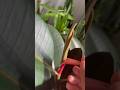 Peeling off that Red Sheath on my Rubber Plant