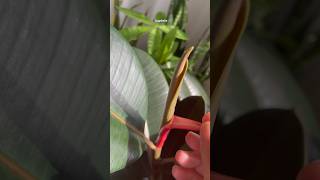Peeling off that Red Sheath on my Rubber Plant