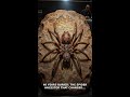 Fact Storm Hub: 40 Years Buried: The Spider Ancestor That Changed Everything #Shorts