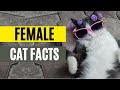 11 Most Incredible Facts About Female Cats (Fact #2 is the best)