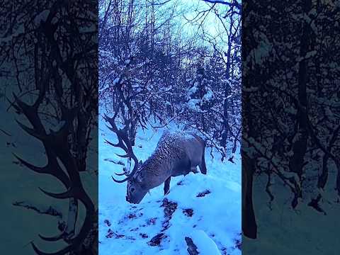 KARLI DAĞLARDA KOCA BOYNUZLU GEYİKLER! #geyik #youtubeshorts #wildlife #trailcam #trailcamera #deer