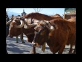 ÁVILA. Real Cabaña de Carreteros de Gredos en la fiesta de San Antón.