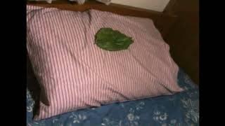 Daun di atas bantal