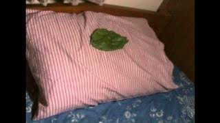 Daun di atas bantal